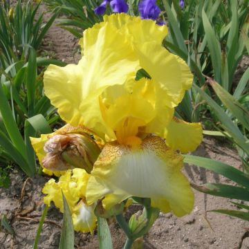 Iris à grandes fleurs ‘Apogée’ Iris à grandes fleurs ‘Apogée’