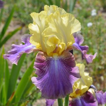 Iris germanica Distant Chimes Iris germanica Distant Chimes