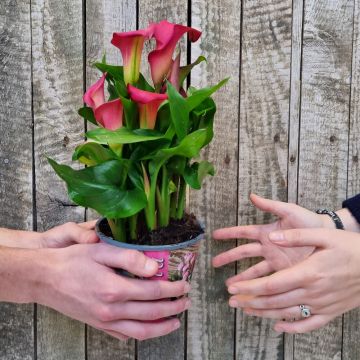 Calla rose, Zantedeschia CAPTAIN HOLLYWOOD ® Calla rose, Zantedeschia CAPTAIN HOLLYWOOD ®