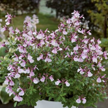 Sauge vivace greggii MIRAGE TM Soft Pink, vivace facile Meilland Richardier