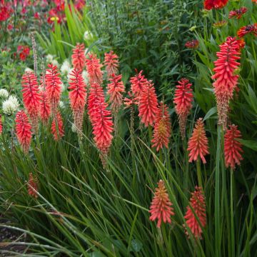 Kniphofia Flamenco Kniphofia Flamenco