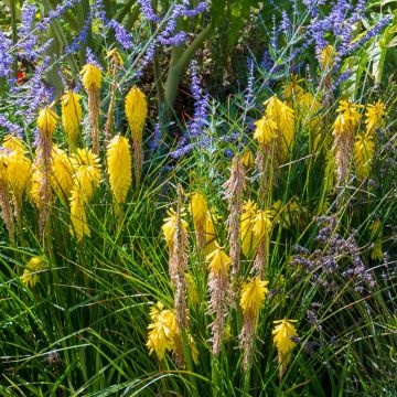 Kniphofia POCO ® Yellow, Tison de Satan jaune Kniphofia POCO ® Yellow, Tison de Satan jaune