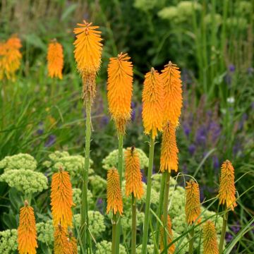 Kniphofia POCO ® Orange, Tison de Satan Kniphofia POCO ® Orange, Tison de Satan