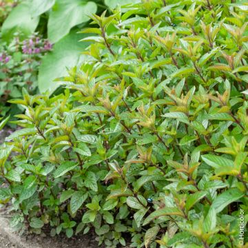 Menta piperita