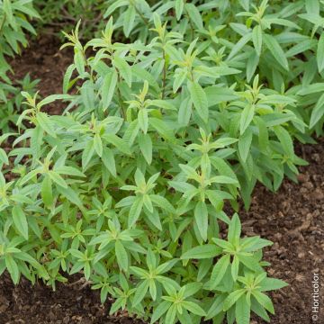 Verbena limonina o Aloysia triphylla