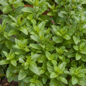 Menthe Mojito, Mentha X ‘Mojito’ Menthe Mojito, Mentha X ‘Mojito’