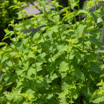 Menthe Fraise Strawberry Mint