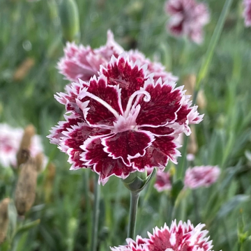Oeillet nain des Alpes ‘Mendlesham Minx’ ou Dianthus alpinus Oeillet nain des Alpes ‘Mendlesham Minx’ ou Dianthus alpinus