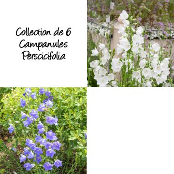 Collection de 6 Campanules Perscicifolia Collection de 6 Campanules Perscicifolia