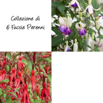Collezione di 6 Fucsie Perenni Collezione di 6 Fucsie Perenni