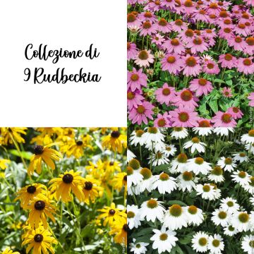 Collezione di 9 Rudbeckia Collezione di 9 Rudbeckia