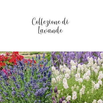 Collection de 3 Lavandes assorties