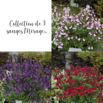 Collection de 3 Sauges arbustives MIRAGE TM Collection de 3 Sauges arbustives MIRAGE TM