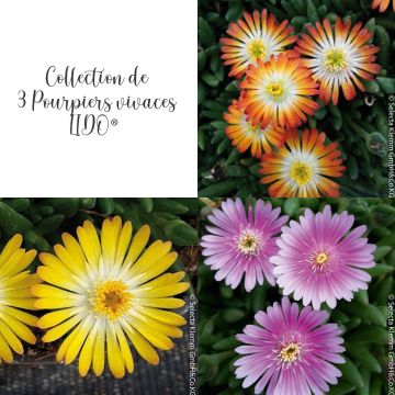 Collection de 3 Pourpiers vivaces Delosperma LIDO ® Collection de 3 Pourpiers vivaces Delosperma LIDO ®