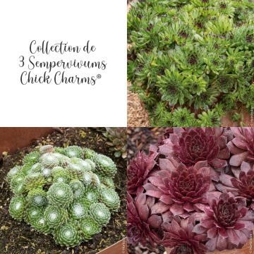 Collection de 3 Joubarbes Sempervivum CHICK CHARMS ® Collection de 3 Joubarbes Sempervivum CHICK CHARMS ®