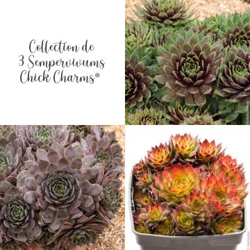 Collection de 3 Joubarbes Sempervivum CHICK CHARMS ® Collection de 3 Joubarbes Sempervivum CHICK CHARMS ®