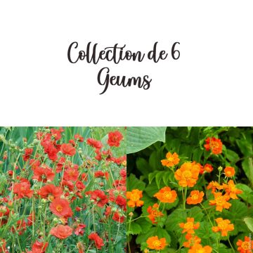Collection de 6 Geum Collection de 6 Geum