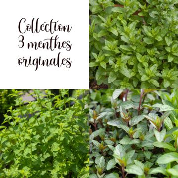 Collection 3 menthes originales Collection 3 menthes originales