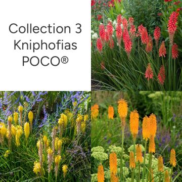 Collection 3 Tisons de Satan, kniphofias POCO ® Collection 3 Tisons de Satan, kniphofias POCO ®