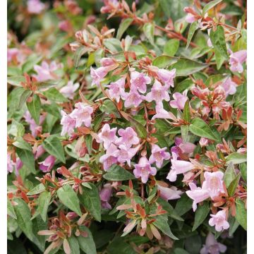 Abelia Edward Goucher Il vaso da 1.3L