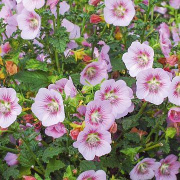 Anisodontea Scabrosa MISS PINKY ®