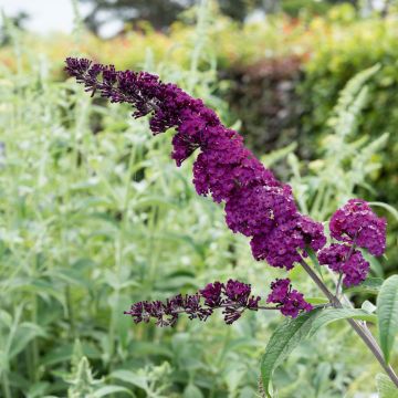 Arbre aux papillons, Buddleia ou Buddleja davidii 'Royal Red'
