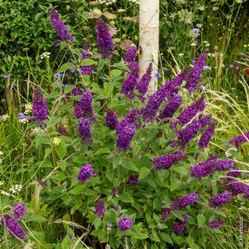 BUDDLEIA NAIN NANHO PURPLE