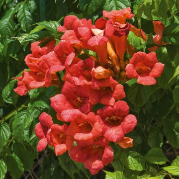 Campsis Madame Galen