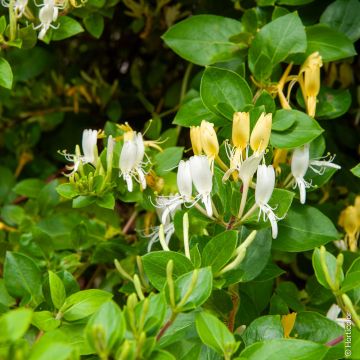 Chèvrefeuille Japonica Halliana