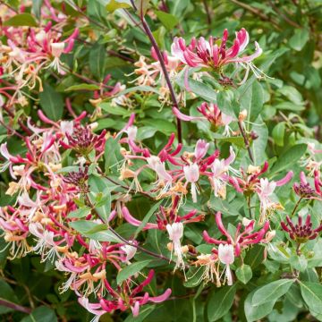 Caprifoglio del Giappone o Lonicera Japonica Chinensis