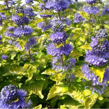 Caryopteris GOOD AS GOLD ® Novacargol