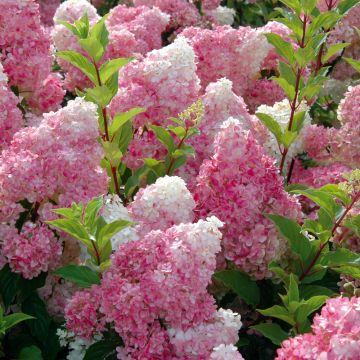 Ortensia Paniculata Vanille Fraise
