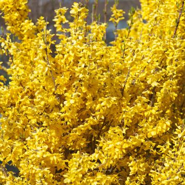 Forsythia WEEK-END ® Courtalyn Forsythia WEEK-END ® Courtalyn