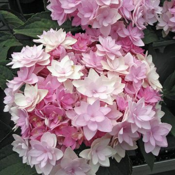 Ortensia Macrophylla You and Me ® Romance Il contenitore