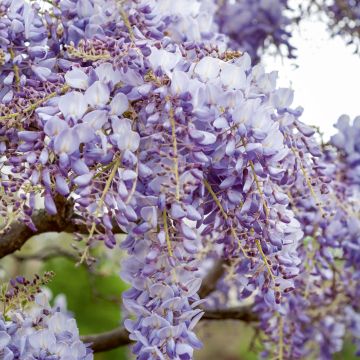 Glycine de Chine bleue Wisteria sinensis