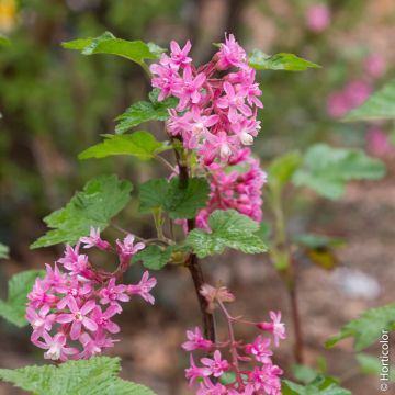 Ribes Sanguigno la pianta Ribes Sanguigno la pianta
