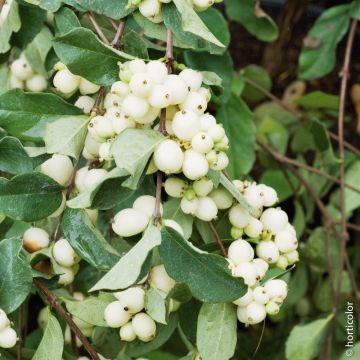 Symphoricarpos Albus White Hedge La Pianta