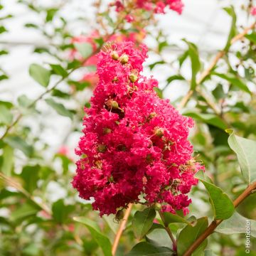 Lagerstroemia Petite Red, Lilla delle Indie rosso Lagerstroemia Petite Red, Lilla delle Indie rosso
