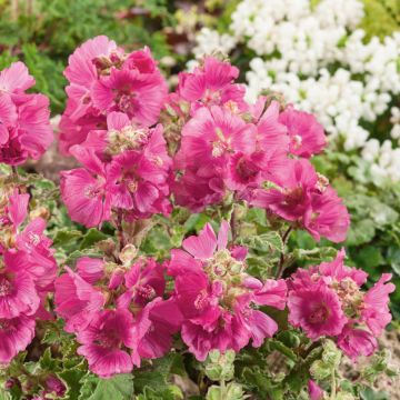 Lavatera Chamallow ® Inovera