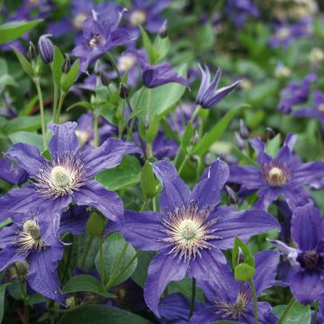 Clematide Saphyra ® Indigo