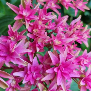 Hortensia macrophylla YOU & ME ® Princess Diana 'H213'