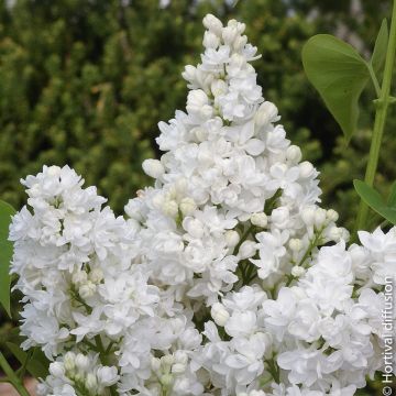 Lilas DENTELLE D’ANJOU ® ‘Mindent’ ou Syringa vulgaris Lilas DENTELLE D’ANJOU ® ‘Mindent’ ou Syringa vulgaris