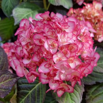HORTENSIAS MACROPHYLLA MISS SAORI
