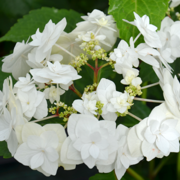 HORTENSIA MACROPHYLLA WEDDING GOWN Cov