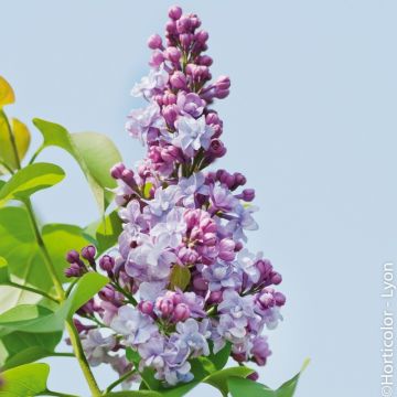 Lilas Michel Buchner
