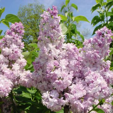 Lilas ROSE DE MOSCOU ® ‘Minkarl’ ou Syringa vulgaris Lilas ROSE DE MOSCOU ® ‘Minkarl’ ou Syringa vulgaris