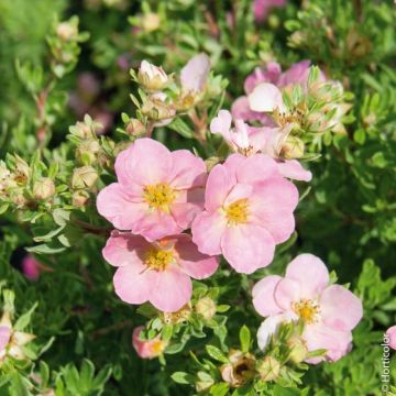 Potentille LOVELY PINK ® Pink Beauty