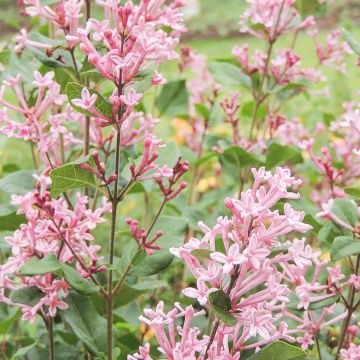 LILAS BLOOMERANG ® Pink