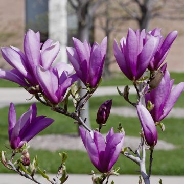 Magnolia Susan Magnolia Susan