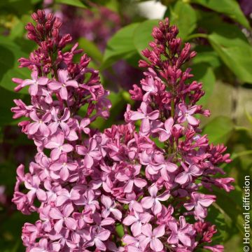 Lilas ‘Princesse Strudza’ ou Syringa vulgaris Lilas ‘Princesse Strudza’ ou Syringa vulgaris